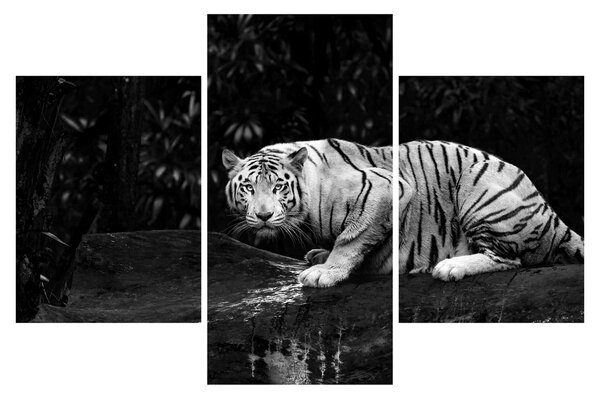 Obraz - Tiger albín, čiernobiely (90x60 cm)