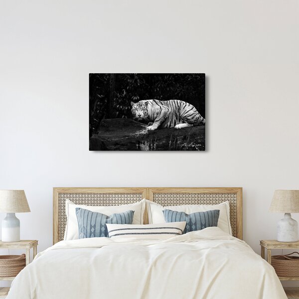 Obraz - Tiger albín, čiernobiely (90x60 cm)