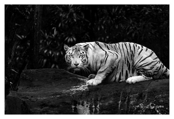 Obraz - Tiger albín, čiernobiely (90x60 cm)