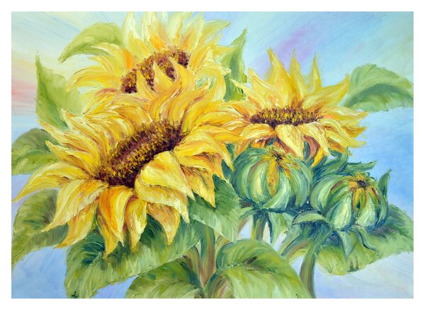 Obraz rozkvitnutých slnečníc (70x50 cm)