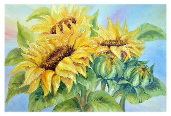Obraz rozkvitnutých slnečníc (90x60 cm)