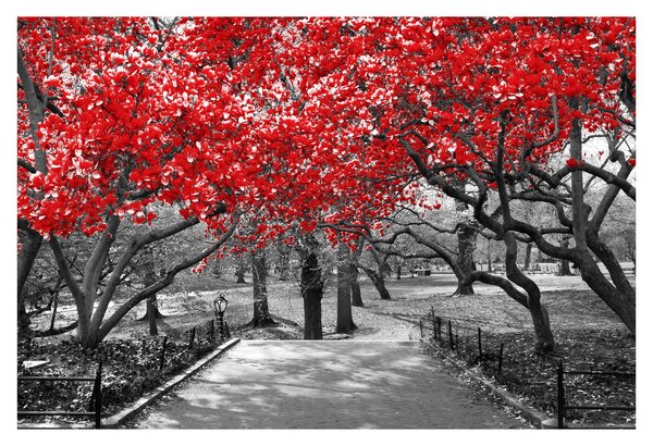 Obraz - Červené stromy, Central Park, New York (90x60 cm)