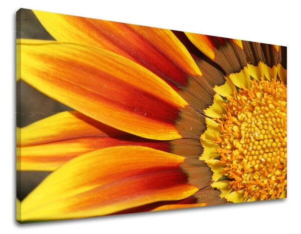 Obraz na stenu KVETY KV005E11 - 20x30 cm