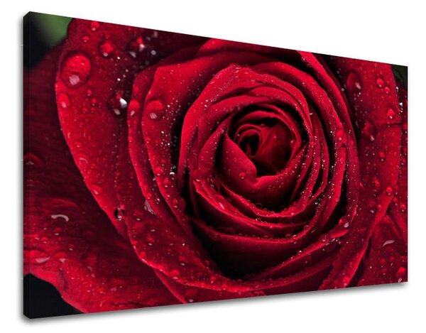 Obraz na stenu KVETY KV012E11 - 20x30 cm