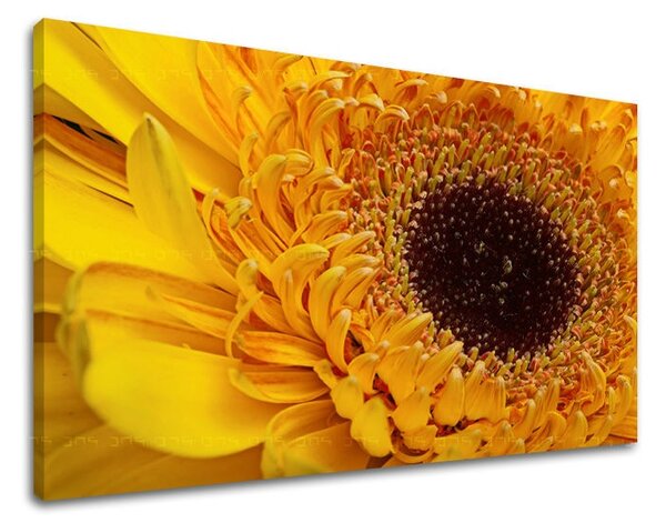 Obraz na stenu KVETY KV023E11 - 20x30 cm