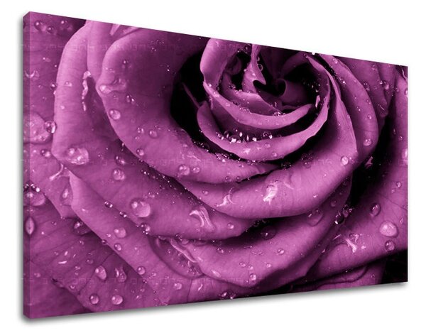 Obraz na stenu KVETY KV019E11 - 20x30 cm