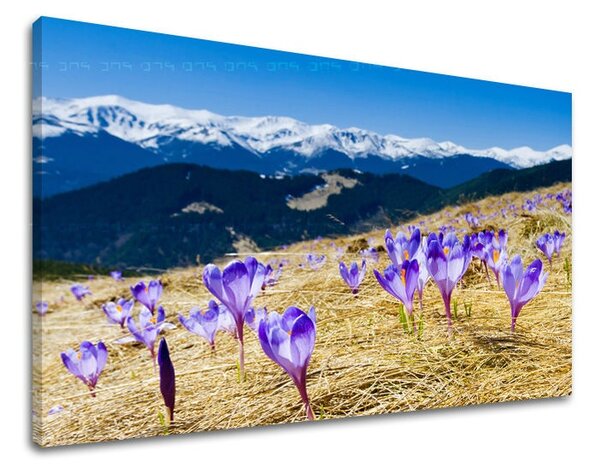 Obraz na stenu KVETY KV017E11 - 20x30 cm