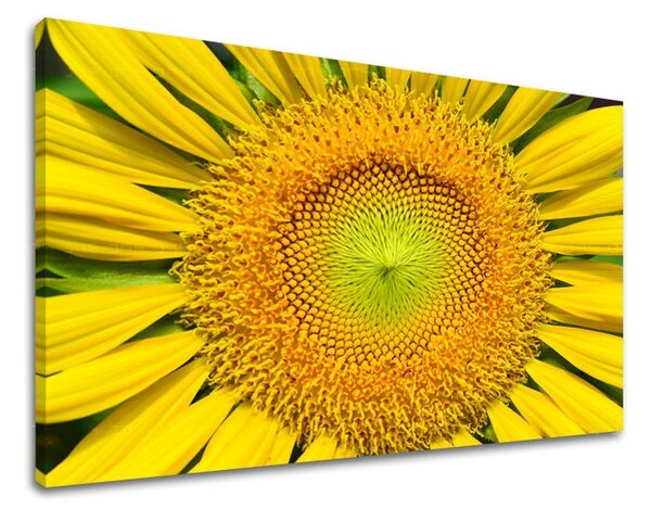 Obraz na stenu KVETY KV039E11 - 20x30 cm