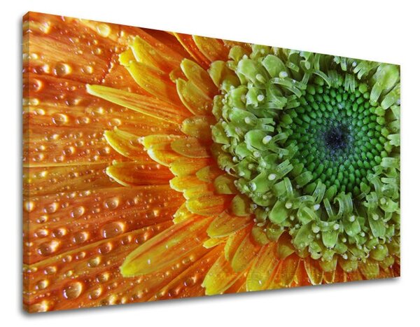 Obraz na stenu KVETY KV037E11 - 20x30 cm