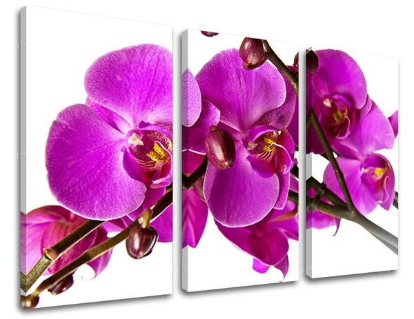 Obraz na stenu 3 dielny KVETY KV053E30 - 60x40 cm