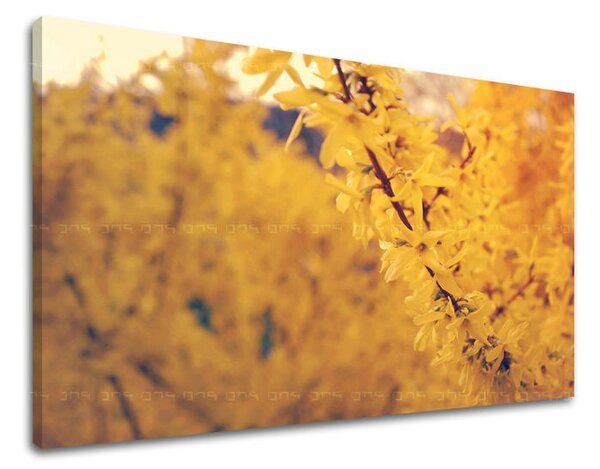 Obraz na stenu KVETY KV050E11 - 20x30 cm