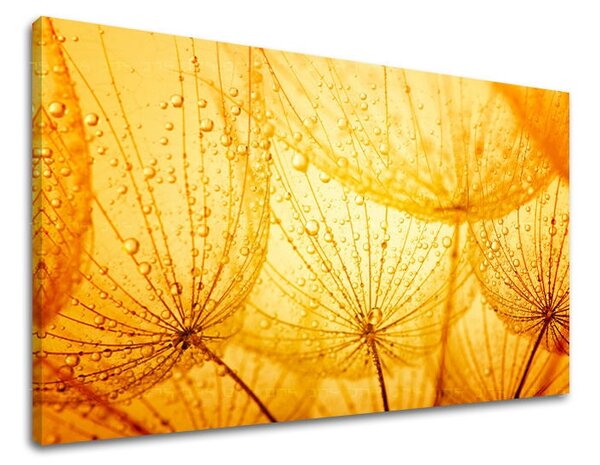 Obraz na stenu KVETY KV059E11 - 20x30 cm