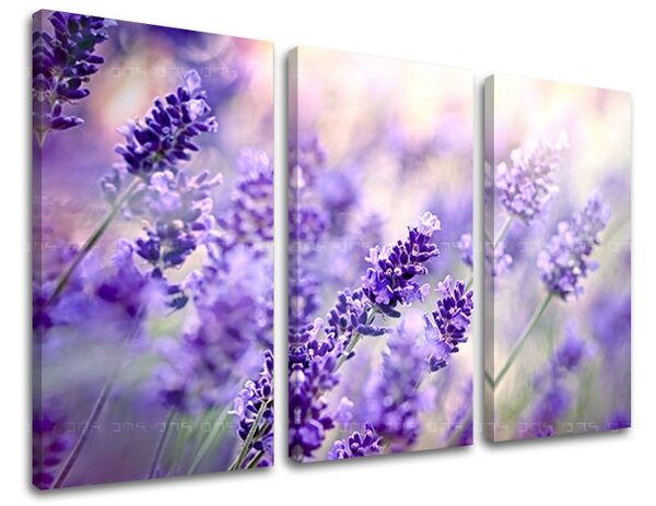 Obraz na stenu 3 dielny KVETY KV070E30 - 60x40 cm