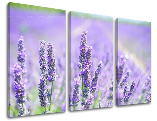 Obraz na stenu KVETY - 60x40