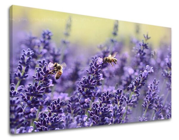 Obraz na stenu KVETY KV091E11 - 20x30 cm