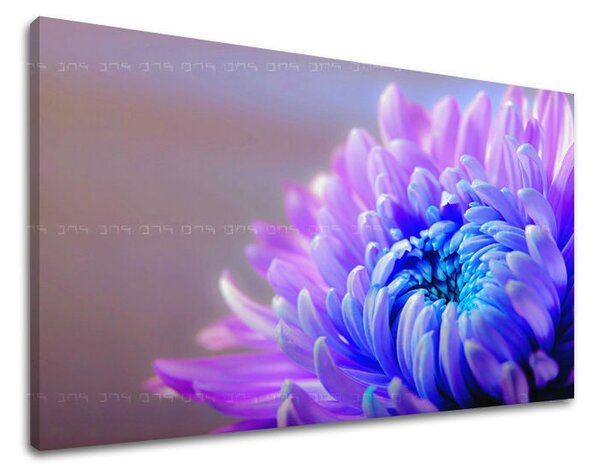 Obraz na stenu KVETY KV081E11 - 20x30 cm