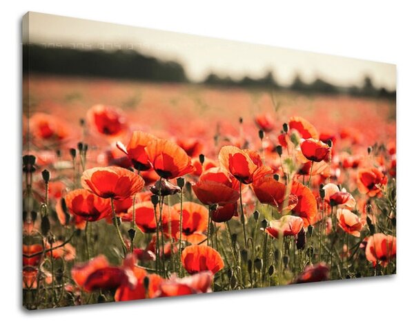 Obraz na stenu KVETY KV097E11 - 20x30 cm