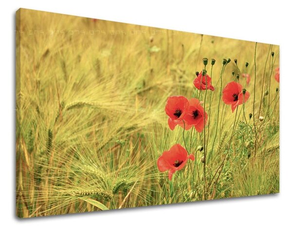 Obraz na stenu KVETY KV080E11 - 20x30 cm