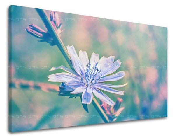 Obraz na stenu KVETY KV078E11 - 20x30 cm