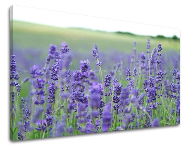 Obraz na stenu KVETY KV093E11 - 20x30 cm