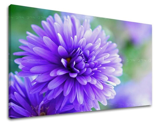 Obraz na stenu KVETY - 20x30