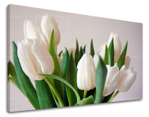 Obraz na stenu KVETY TULIPÁNY XOBKV108E11 - 20x30 cm