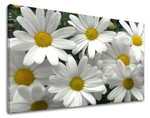 Obraz na stenu KVETY XOBKV106E11 - 20x30 cm