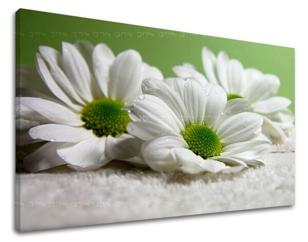 Obraz na stenu KVETY - 20x30