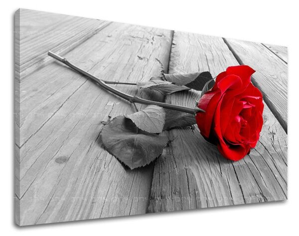Obraz na stenu KVETY RUŽE XOBKV115E11 - 20x30 cm