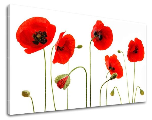Obraz na stenu KVETY MAKY XOBKV117E11 - 20x30 cm