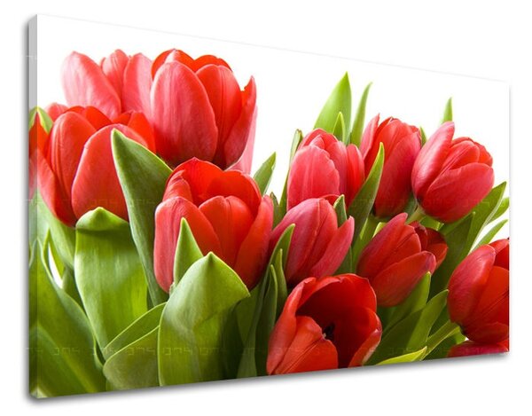 Obraz na stenu KVETY TULIPÁNY XOBKV120E11 - 20x30 cm