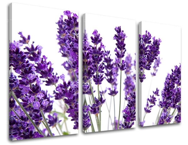 Obraz na stenu KVETY - 60x40