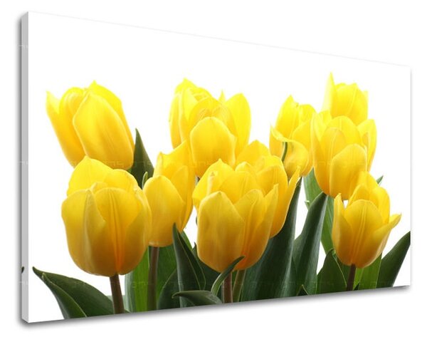 Obraz na stenu KVETY TULIPÁNY XOBKV141E11 - 20x30 cm