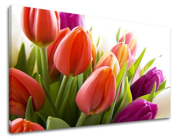 Obraz na stenu KVETY TULIPÁNY XOBKV138E11 - 20x30 cm