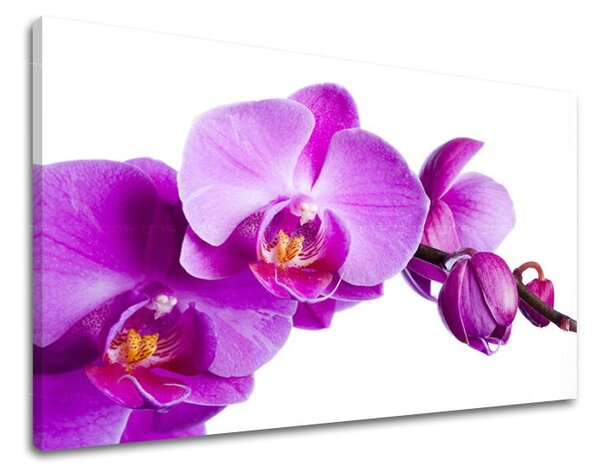 Obraz na stenu KVETY XOBKV135E11 - 20x30 cm
