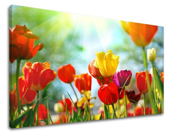 Obraz na stenu KVETY TULIPÁNY XOBKV145E11 - 20x30 cm