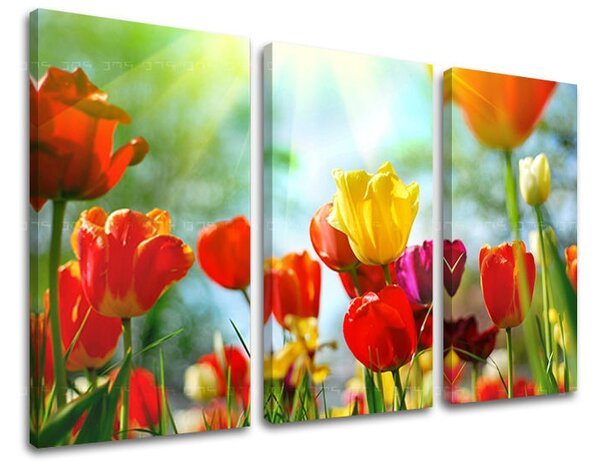 Obraz na stenu KVETY - 60x40
