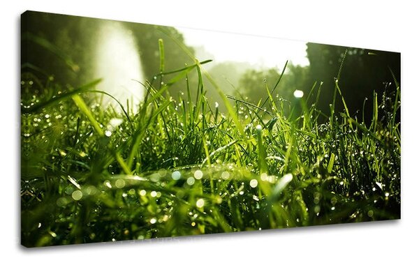 Obraz na stenu PANORÁMA RASTLINY RA001E13