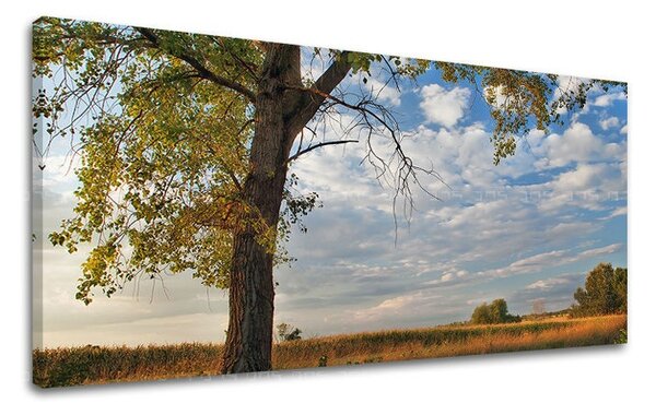 Obraz na stenu PANORÁMA STROMY - 30x60 cm