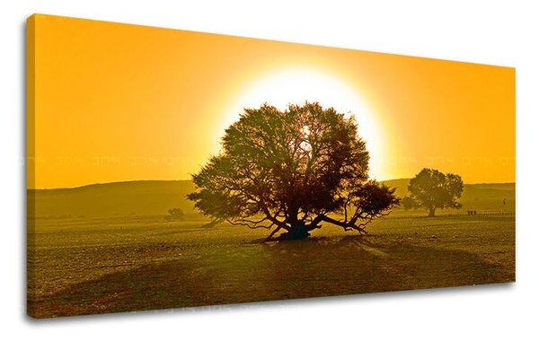 Obraz na stenu PANORÁMA STROMY ST024E13