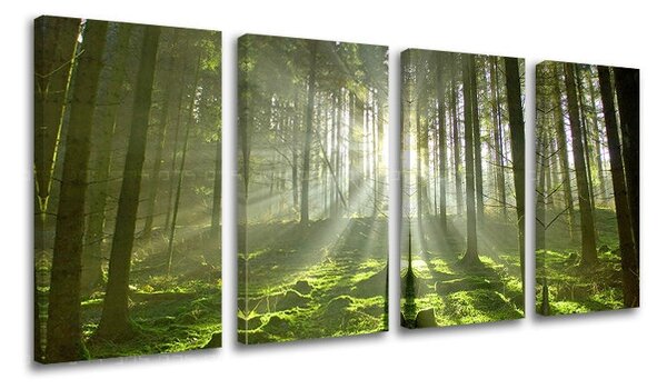 Obraz na stenu STROMY - 80x40 cm