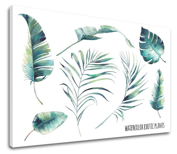 Obraz na stenu s textom Watercolor exotic plants