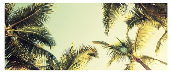 Obraz s kokosovými palmami (120x50 cm)