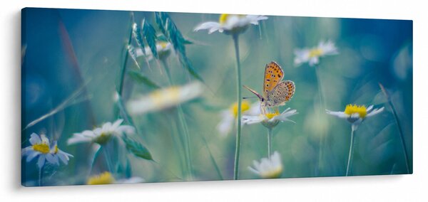 Obraz - Motýľ na sedmokráske (120x50 cm)