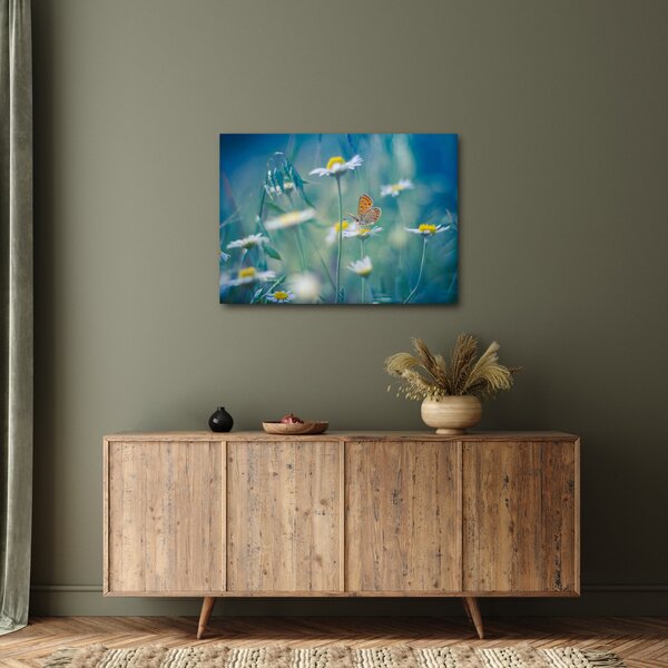 Obraz - Motýľ na sedmokráske (70x50 cm)