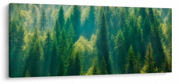 Obraz - Borovicový les (120x50 cm)