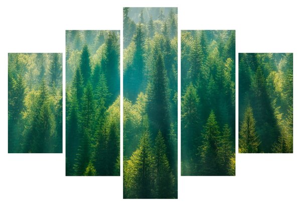 Obraz - Borovicový les (150x105 cm)