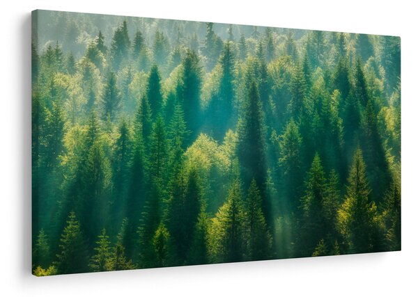 Obraz - Borovicový les (90x60 cm)