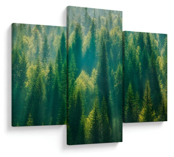 Obraz - Borovicový les (90x60 cm)