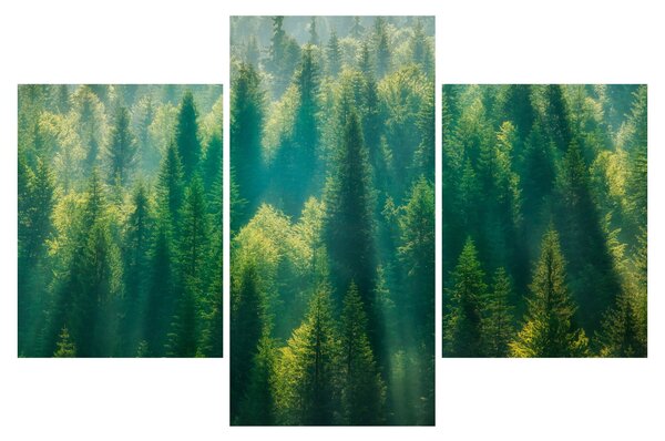 Obraz - Borovicový les (90x60 cm)
